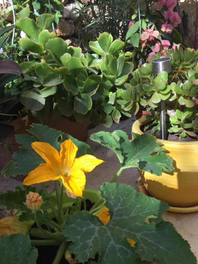 Botanica B&B Шаара Экстерьер фото